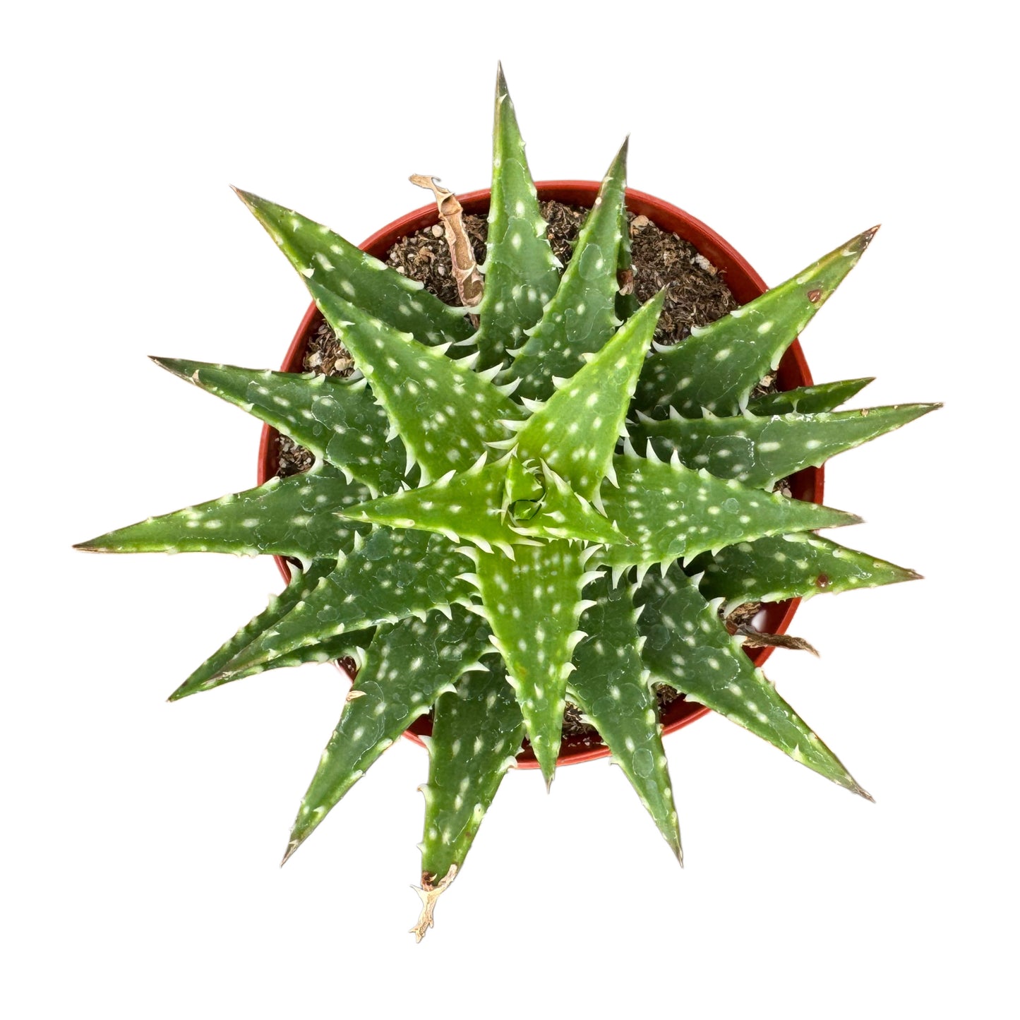 Aloe 'Minnie Belle'