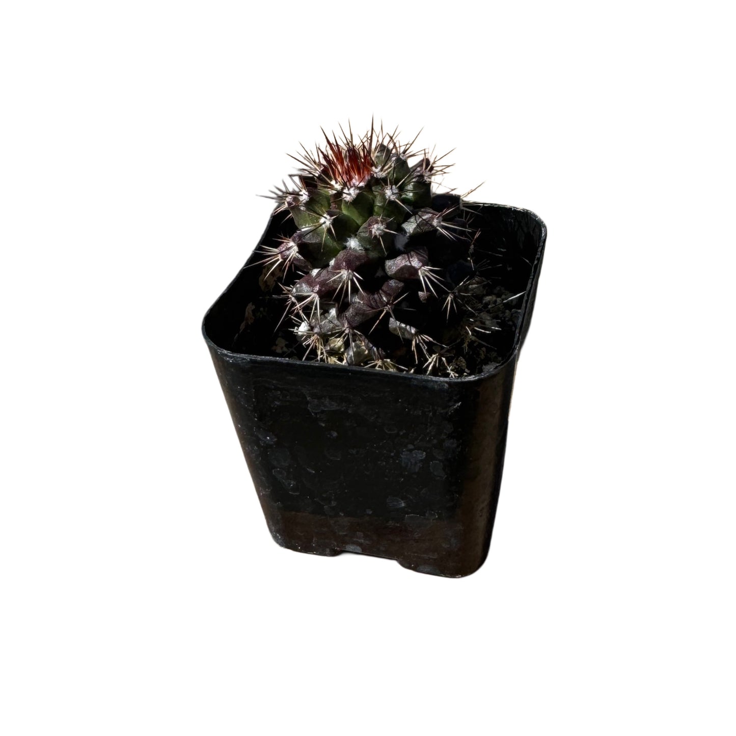 Mammillaria voburnensis