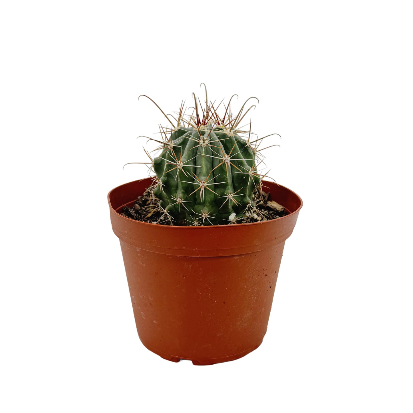 Ferocactus gracilis