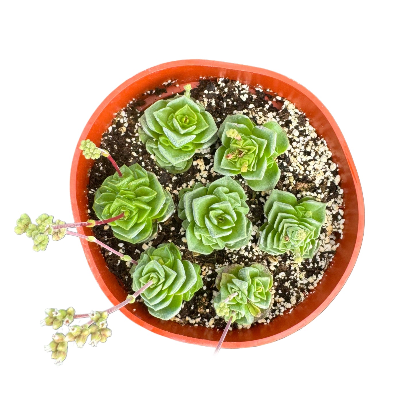 Crassula 'Dorothy'