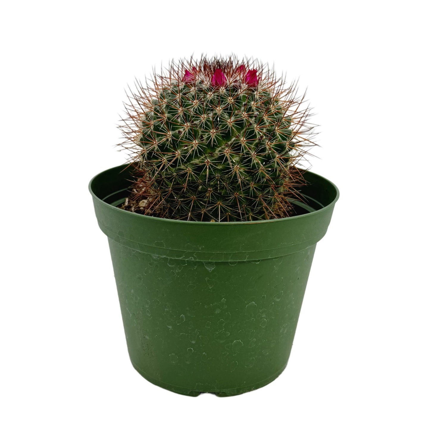 Mammillaria mystax