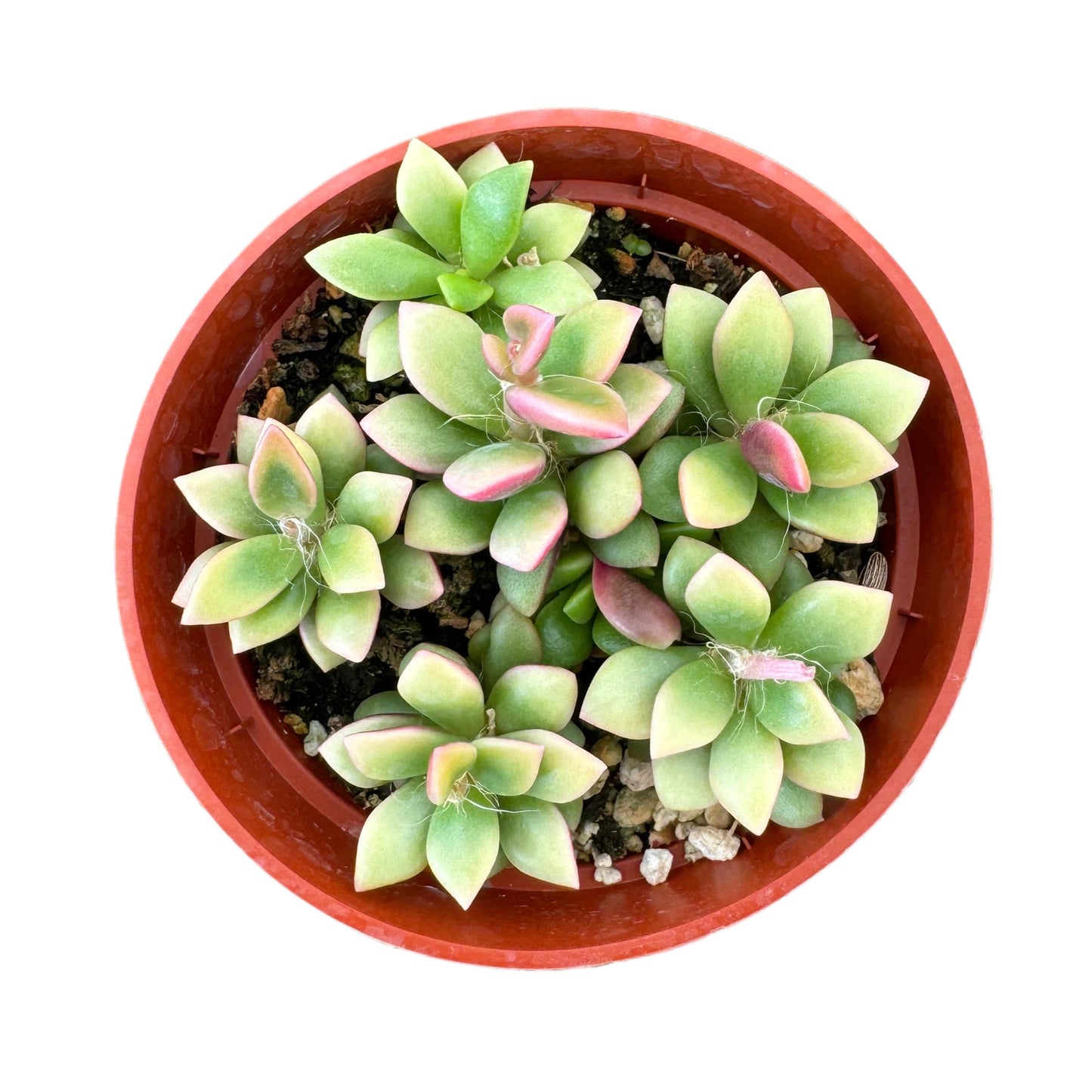 Anacampseros telephiastrum variegata 'Sunrise'