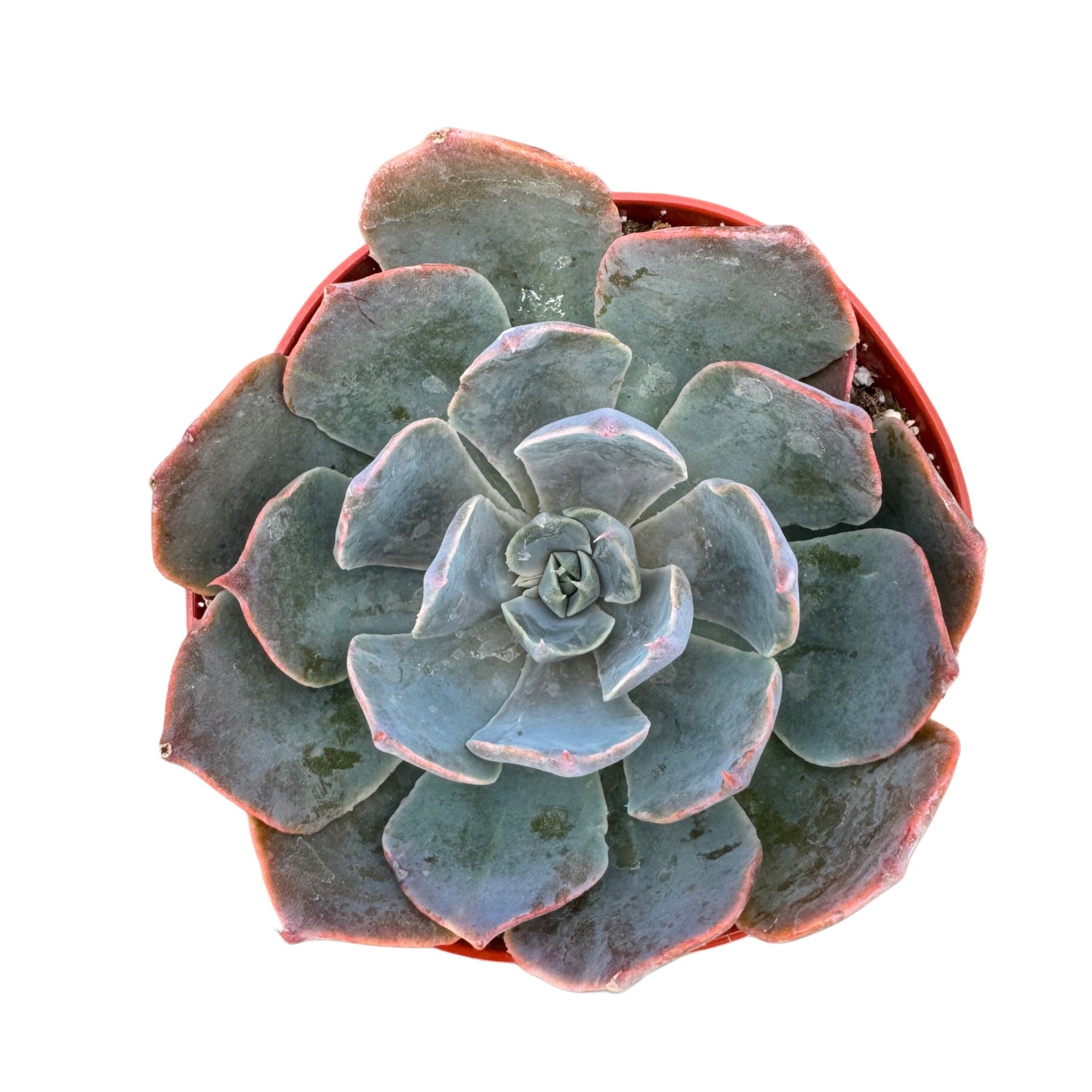 Echeveria 'Blue Prince'