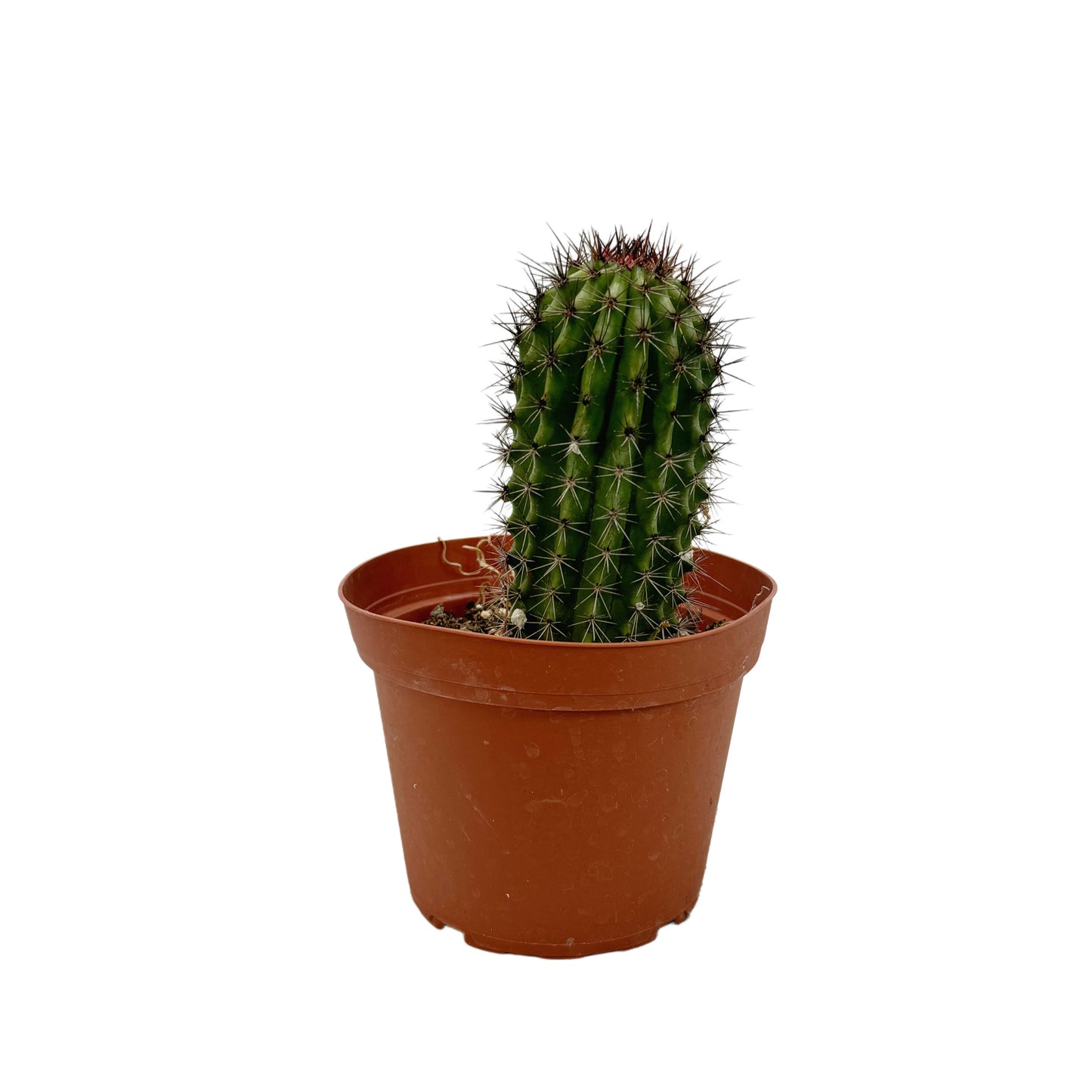 Stenocereus thurberi