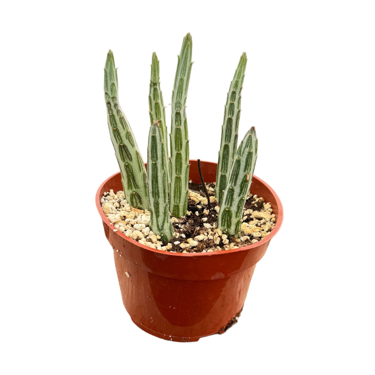 Senecio stapeliiformis