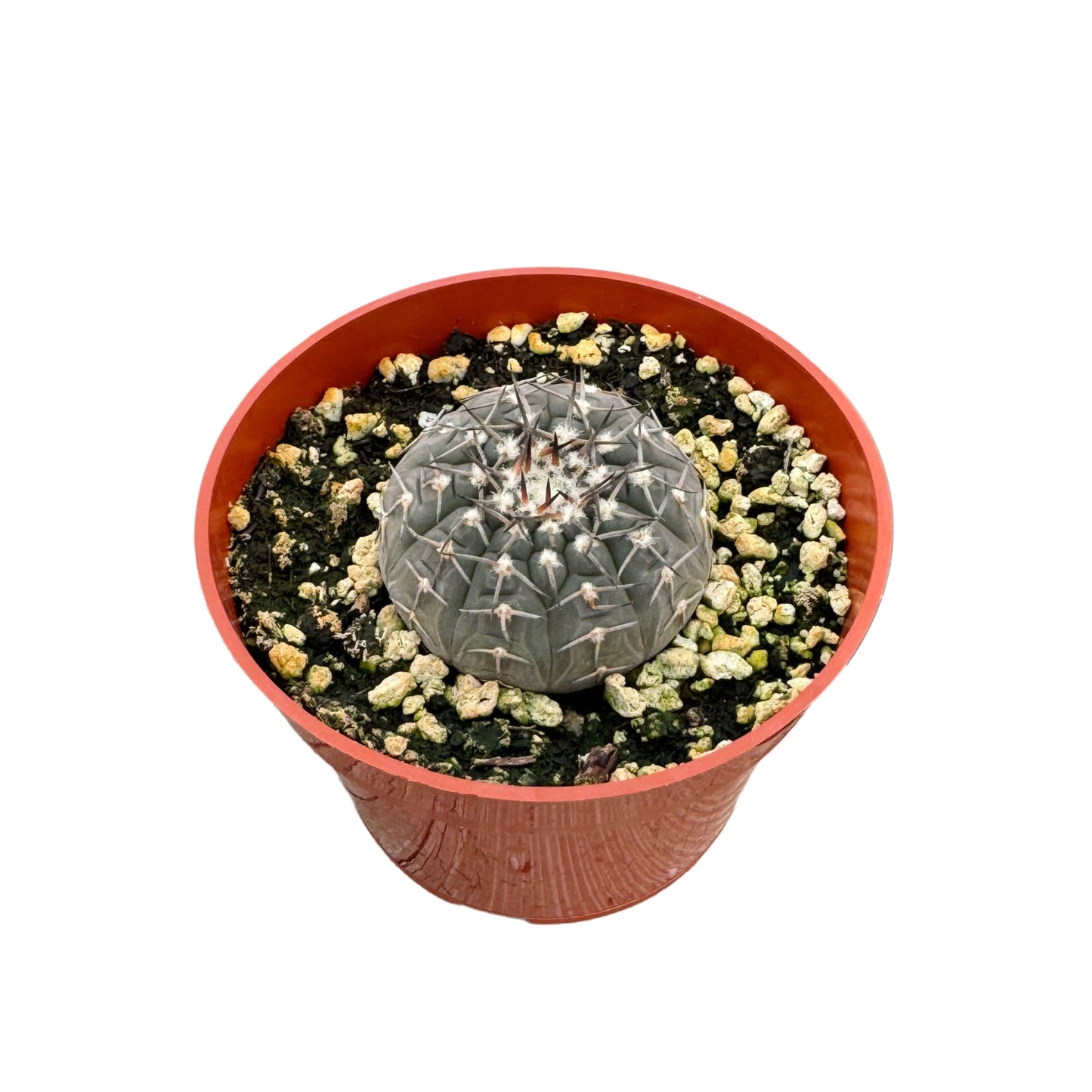 Gymnocalycium quehlianum