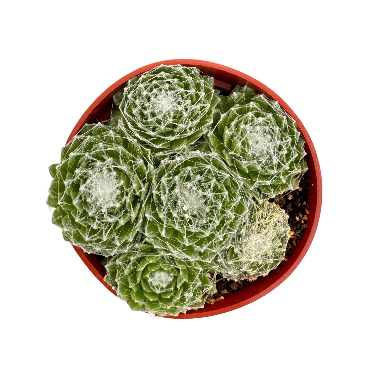 Sempervivum 'Cobweb'