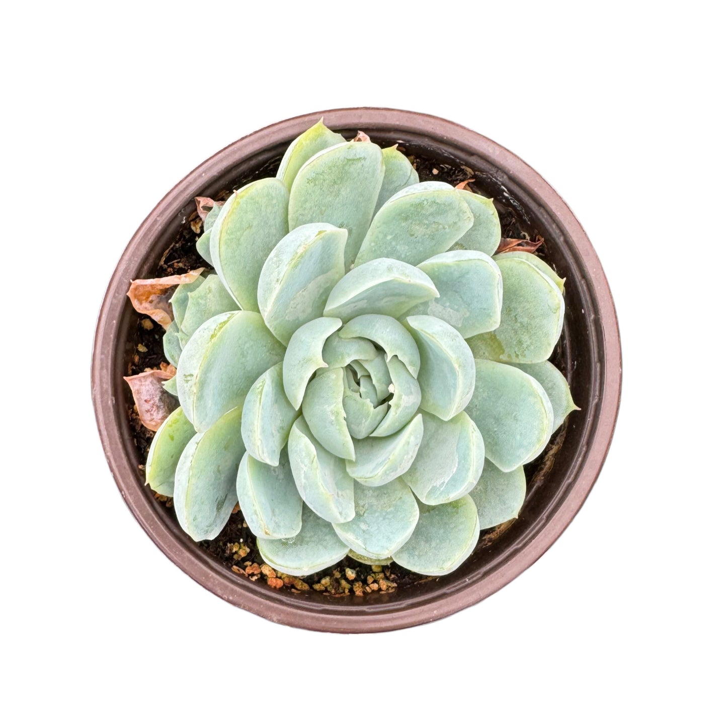 Echeveria 'Arctic Ice'