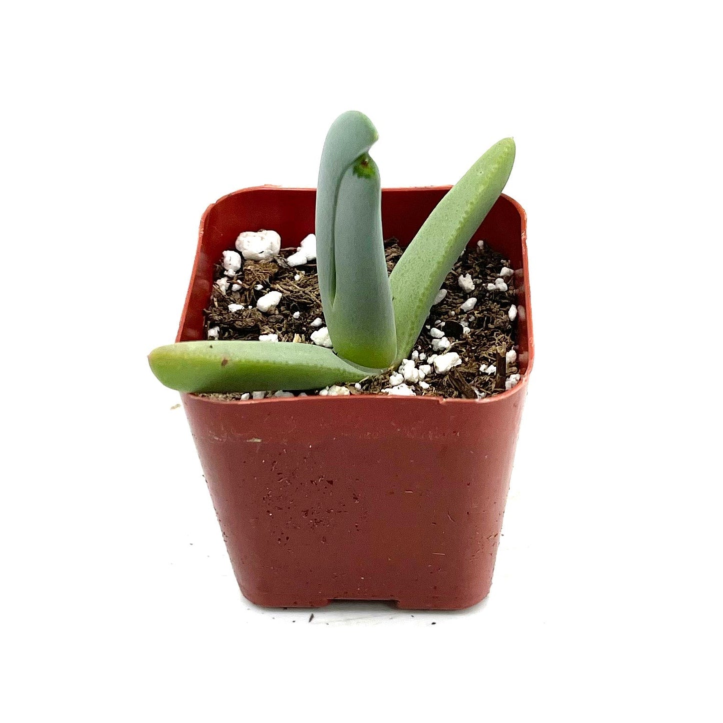 Cheiridopsis candidissima