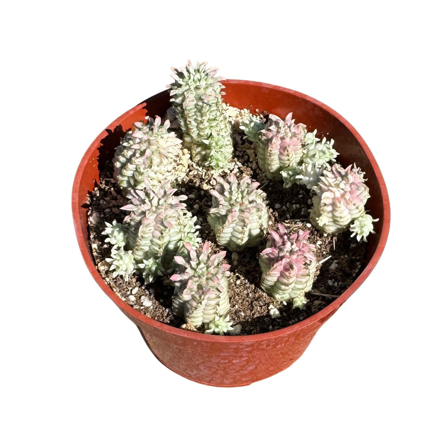 Euphorbia mammillaris varigegata