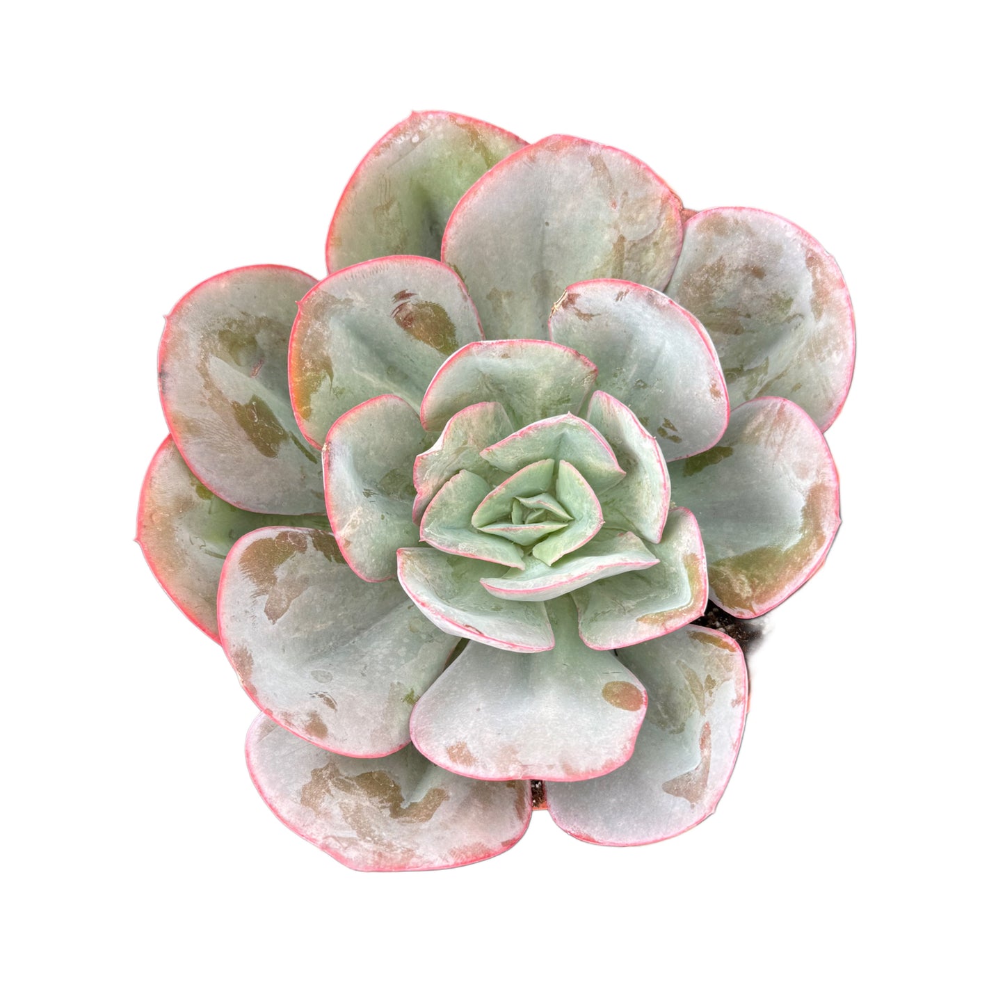 Echeveria 'Blue Sky'