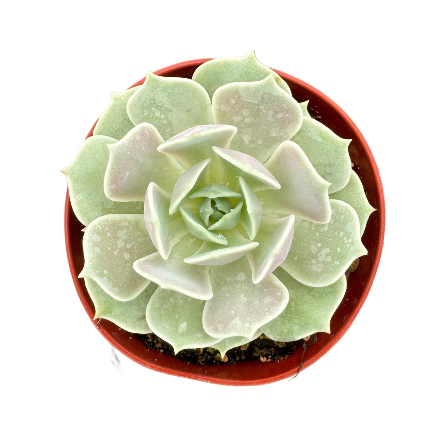 Echeveria 'Lola' - Succulent Wholesale