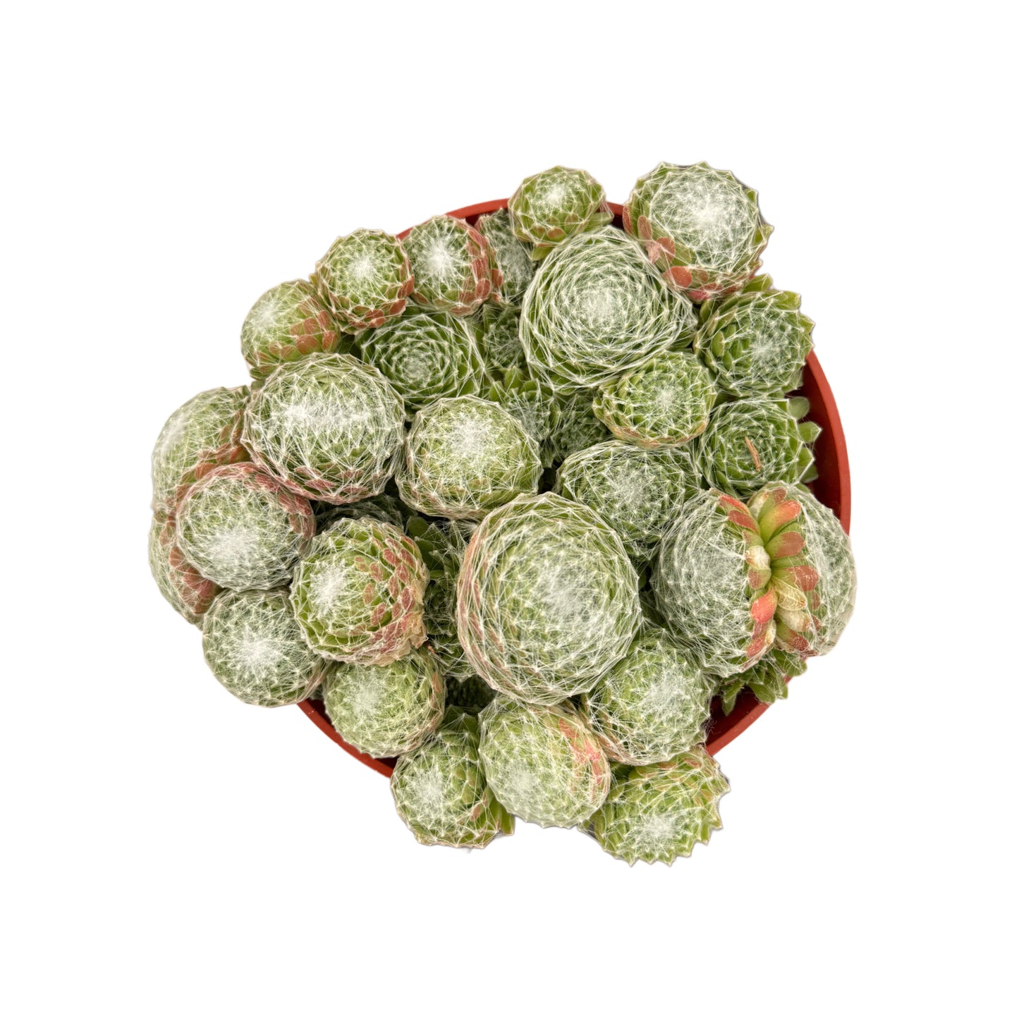 Sempervivum 'Cobweb'