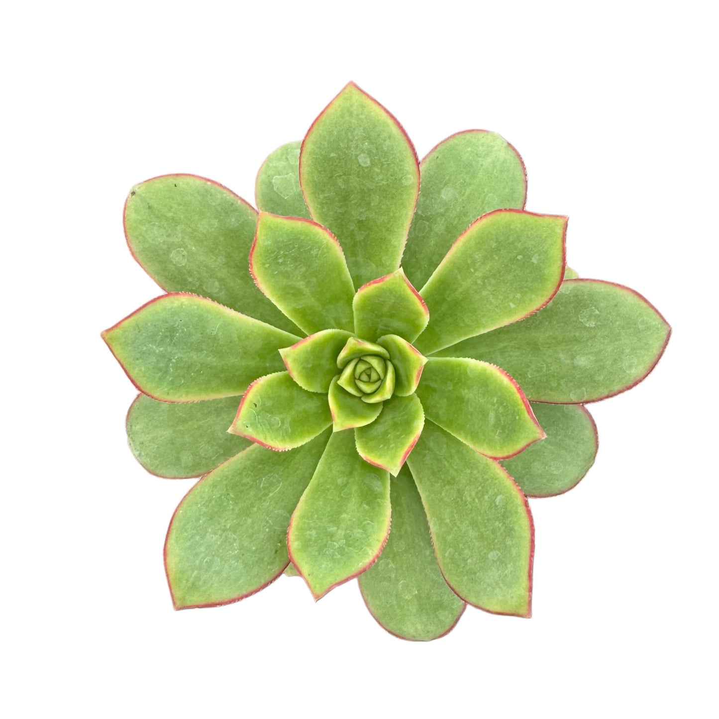 Aeonium haworthii 'Kiwi'