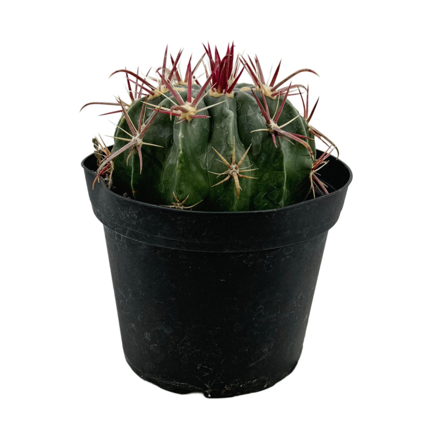 Ferocactus latispinus