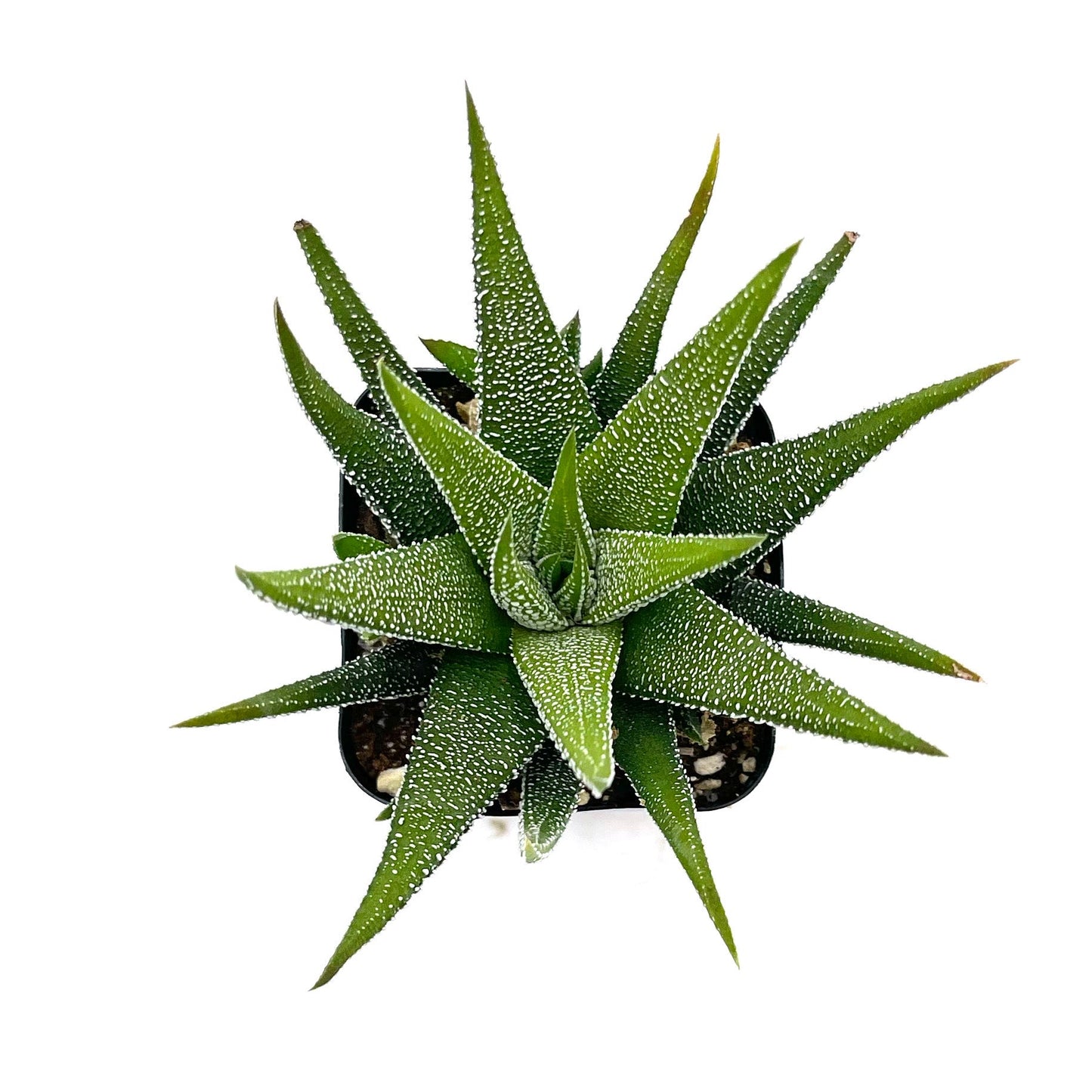 Haworthia attenuata concolor