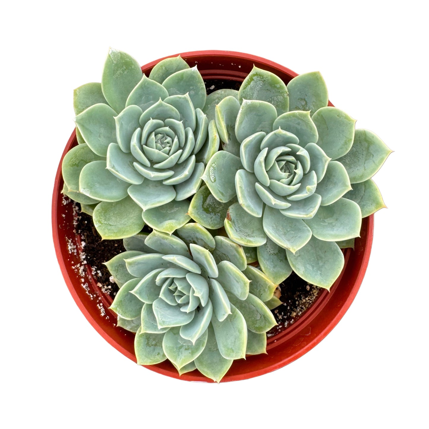 Echeveria 'Blue Atoll'