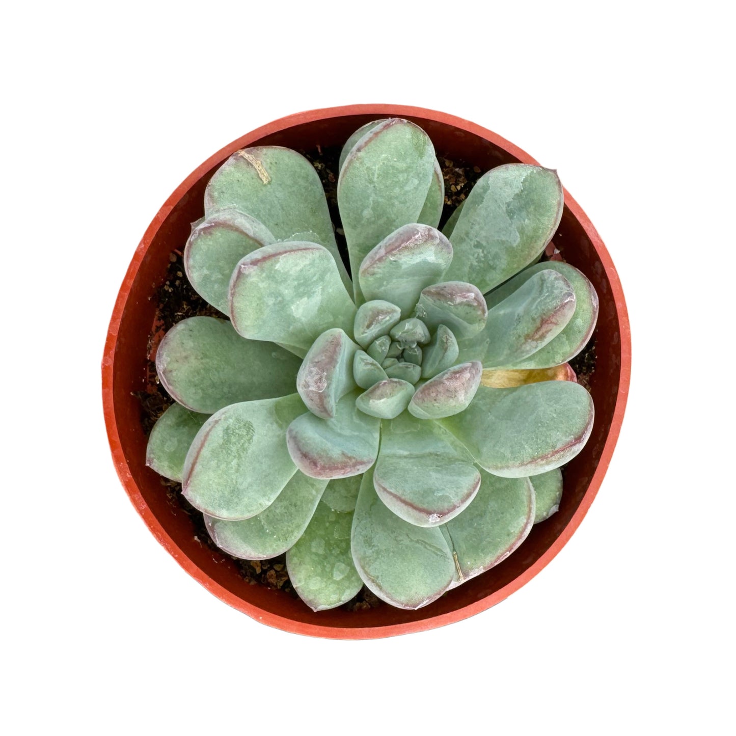 Echeveria pulidonis