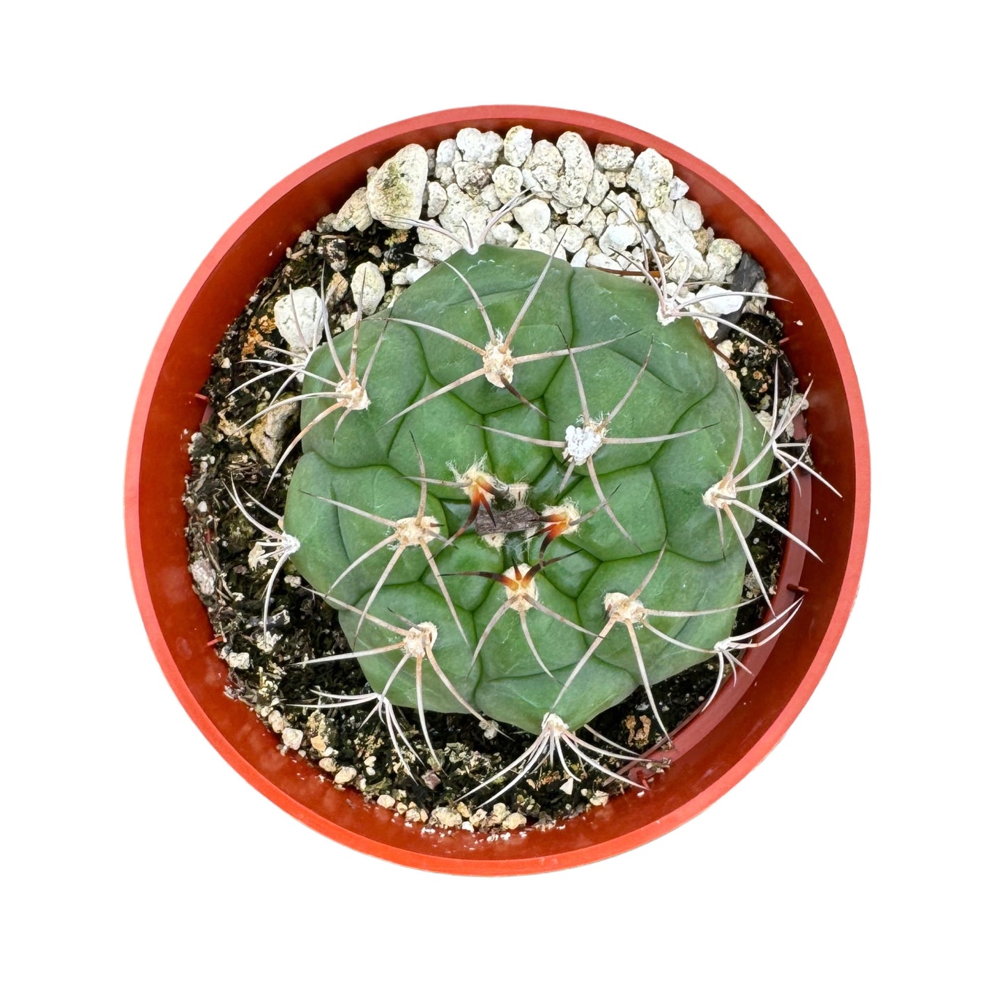 Gymnocalycium saglionis