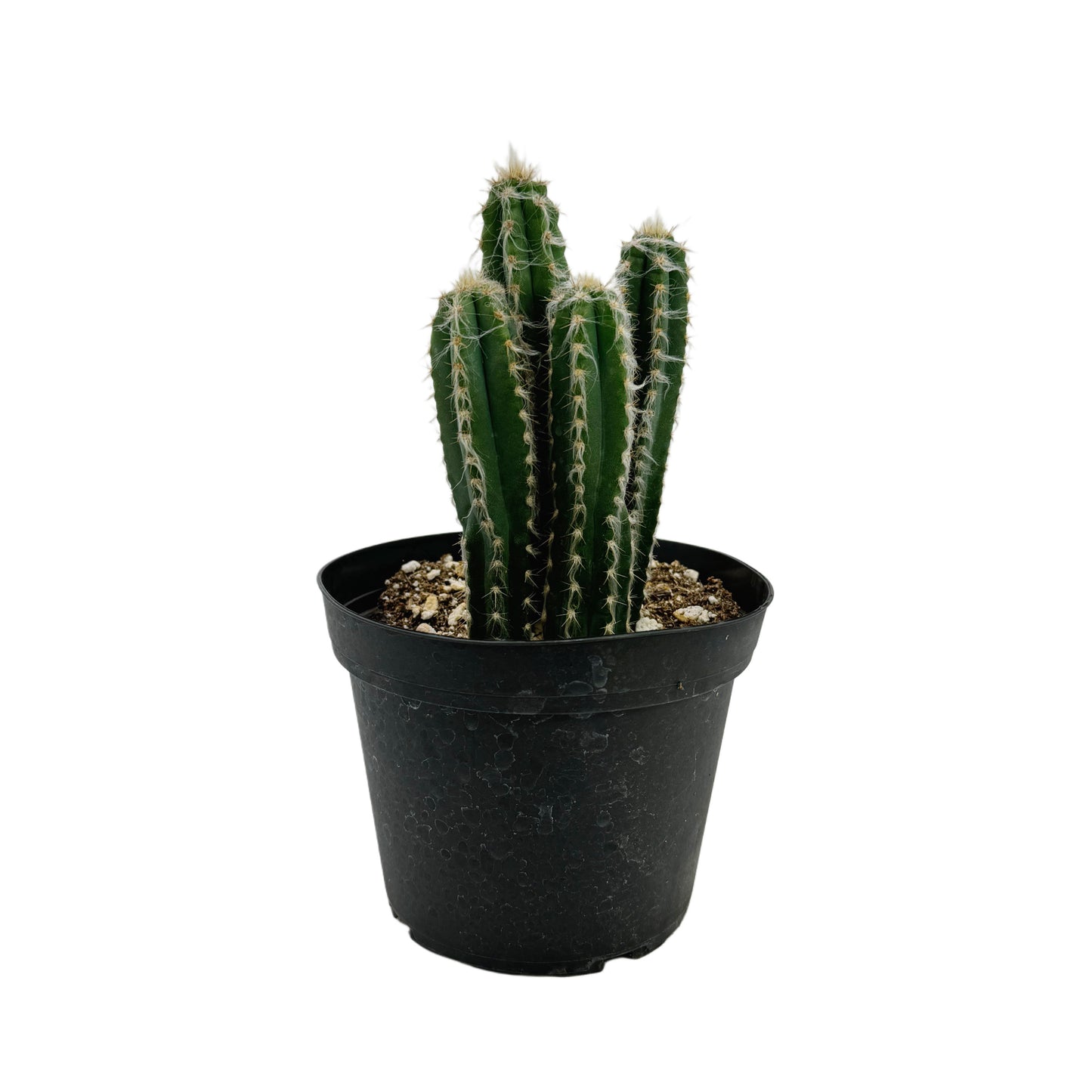 Pilosocereus glaucescens