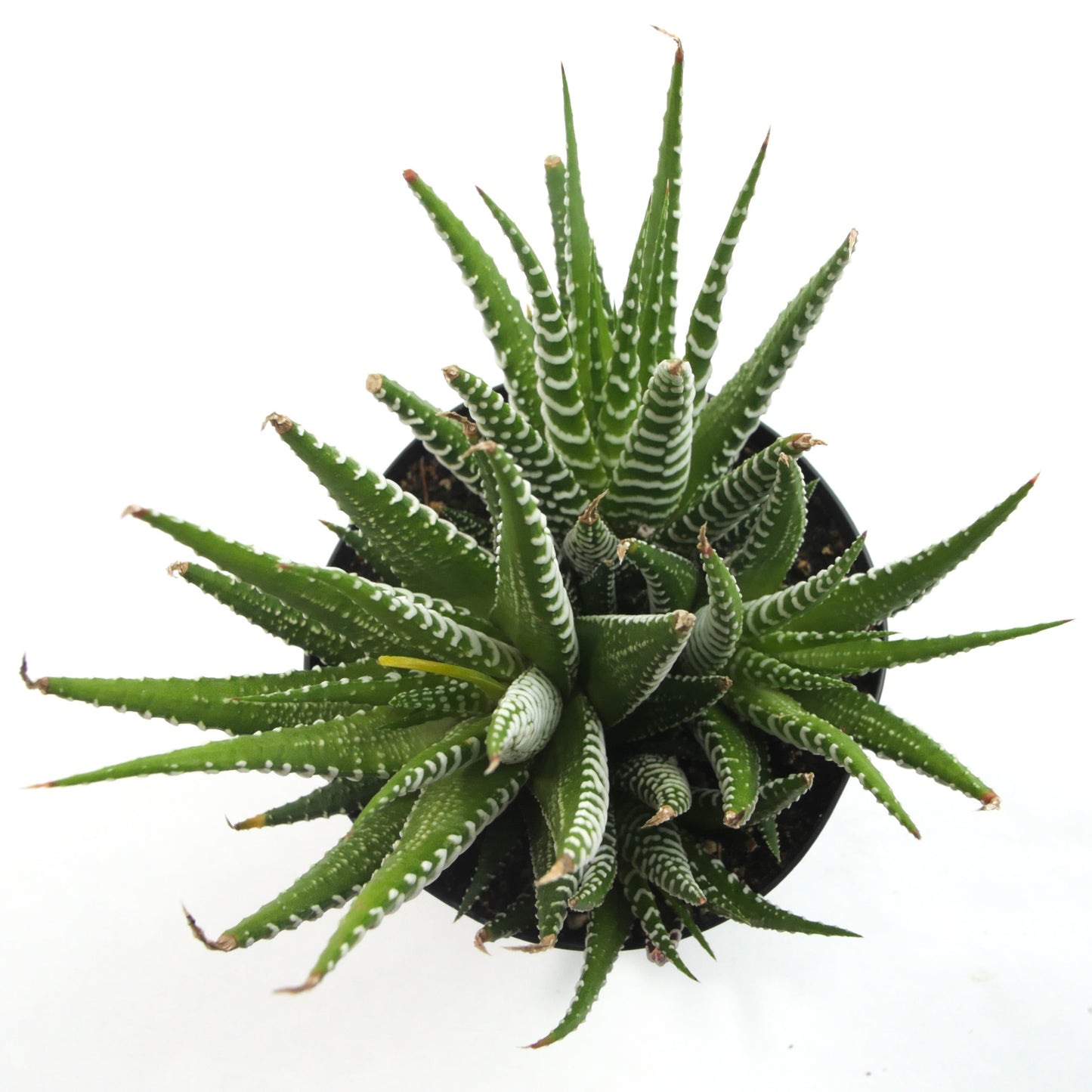 Haworthia fasciata