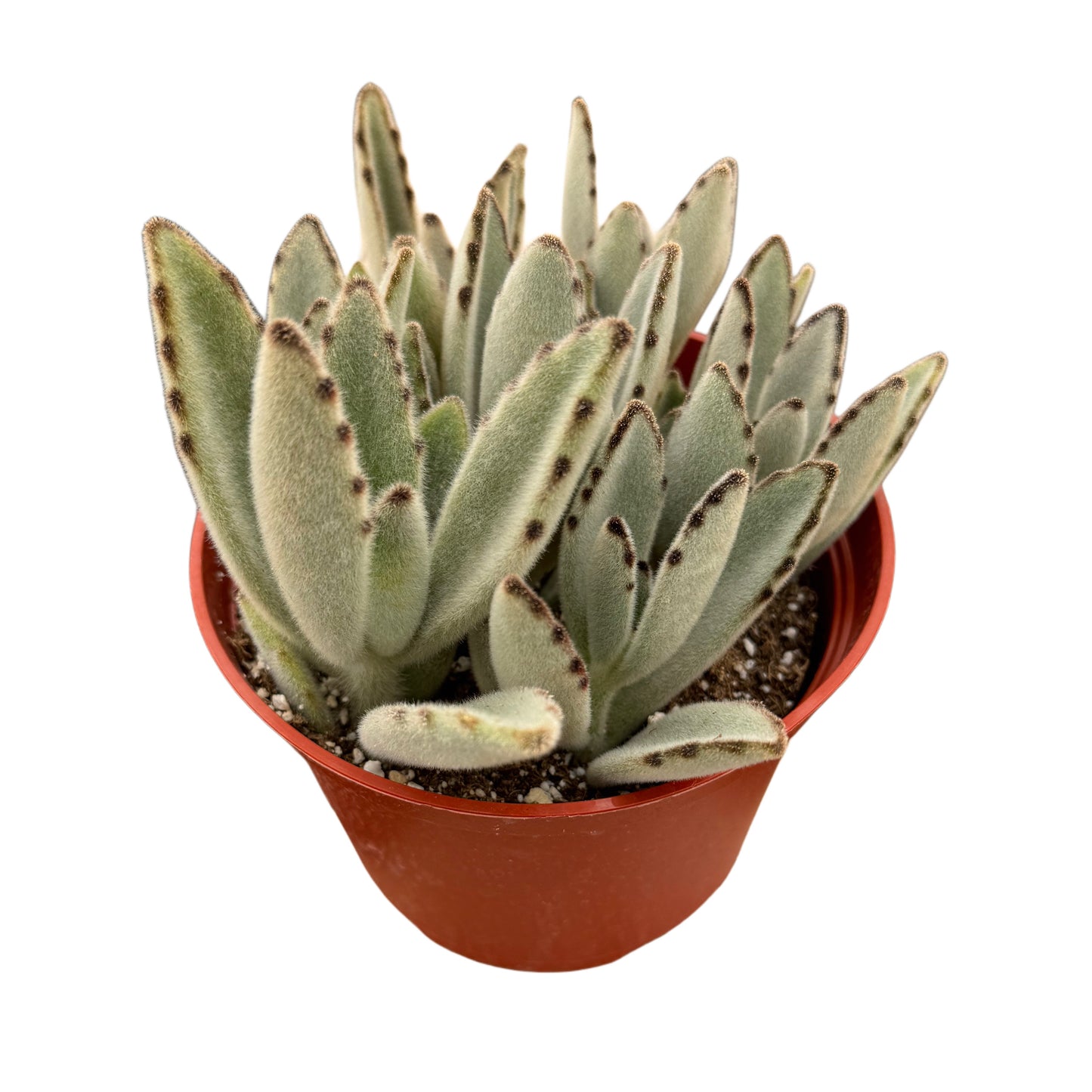 Kalanchoe tomentosa