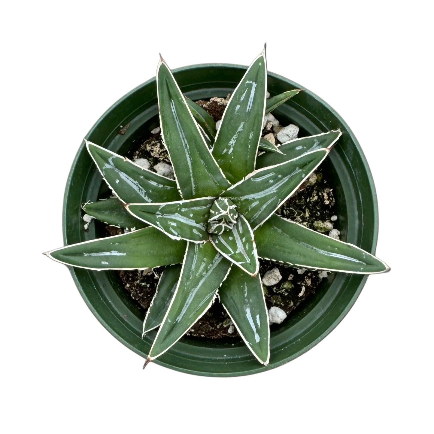 Agave victoriae-reginae