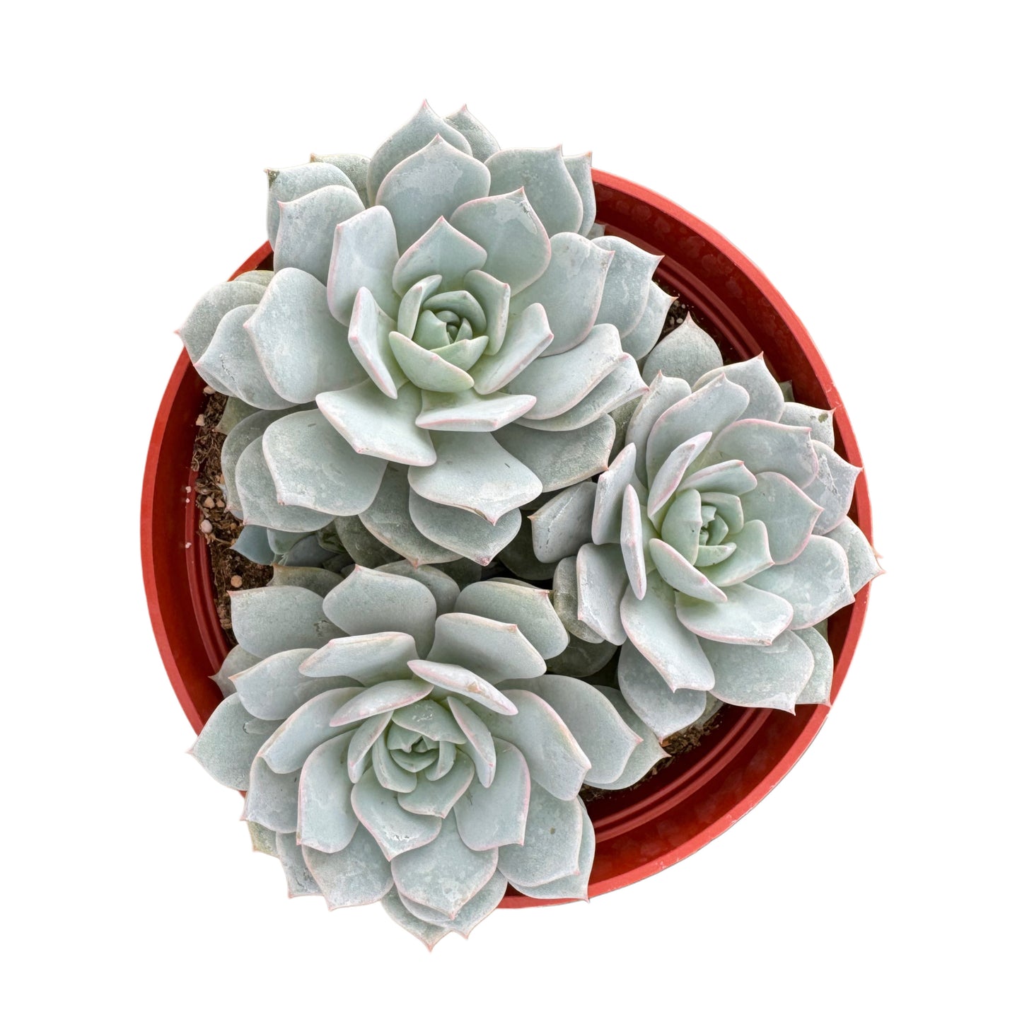 Echeveria subselleis