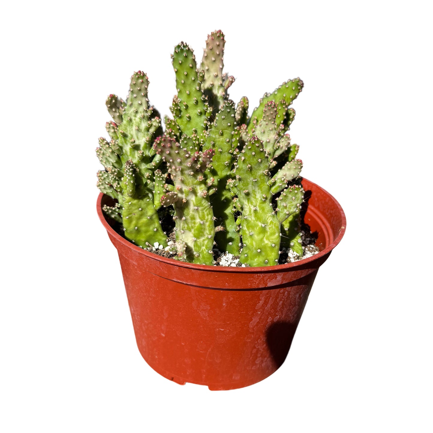 Opuntia monacantha variegata