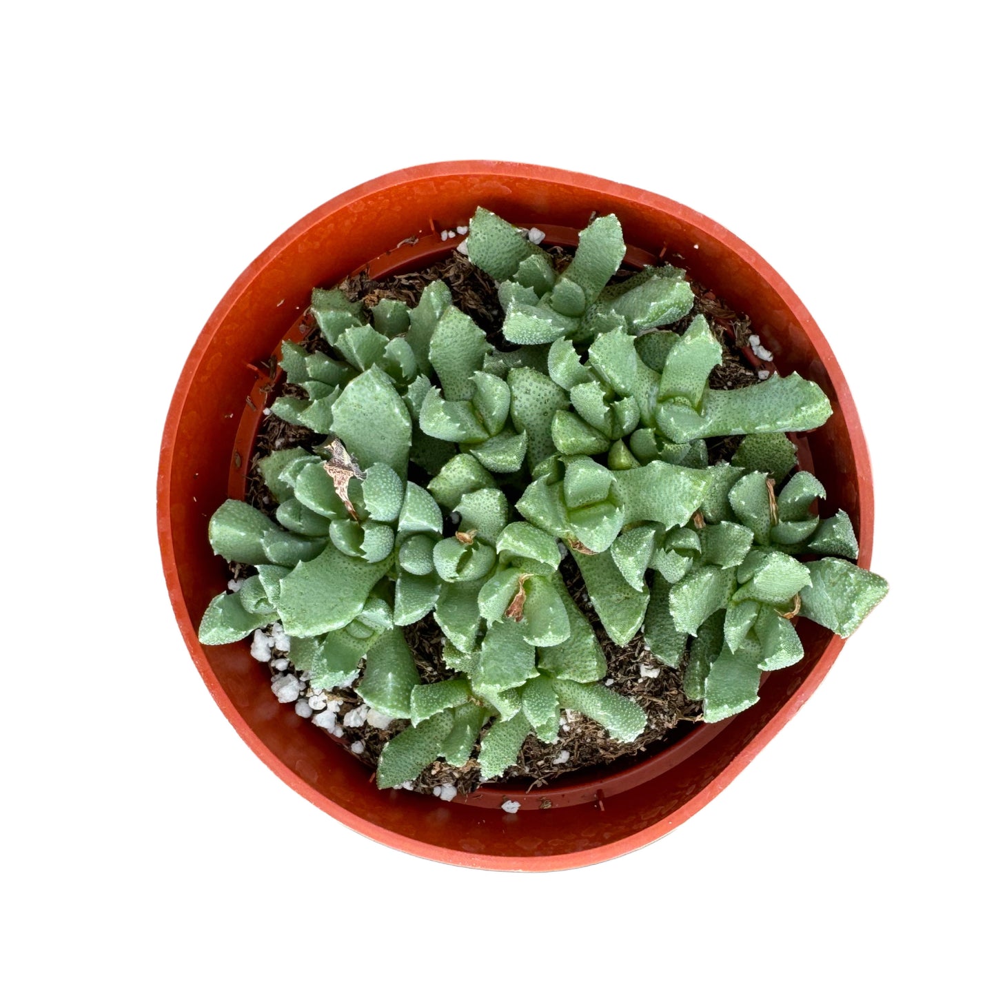 Stomatium mustellinum
