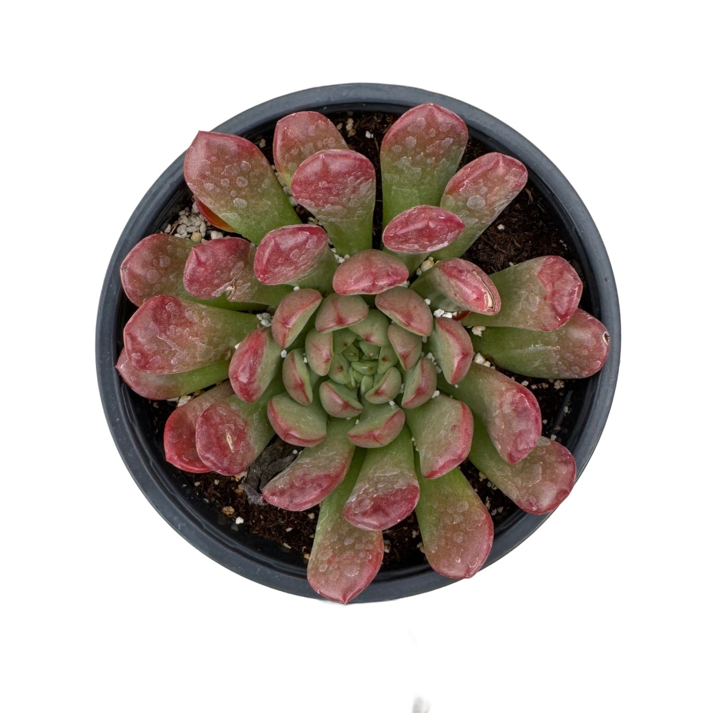 Graptoveria 'Bashful'