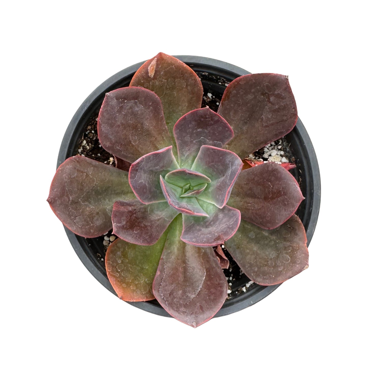 Echeveria 'Eliza'