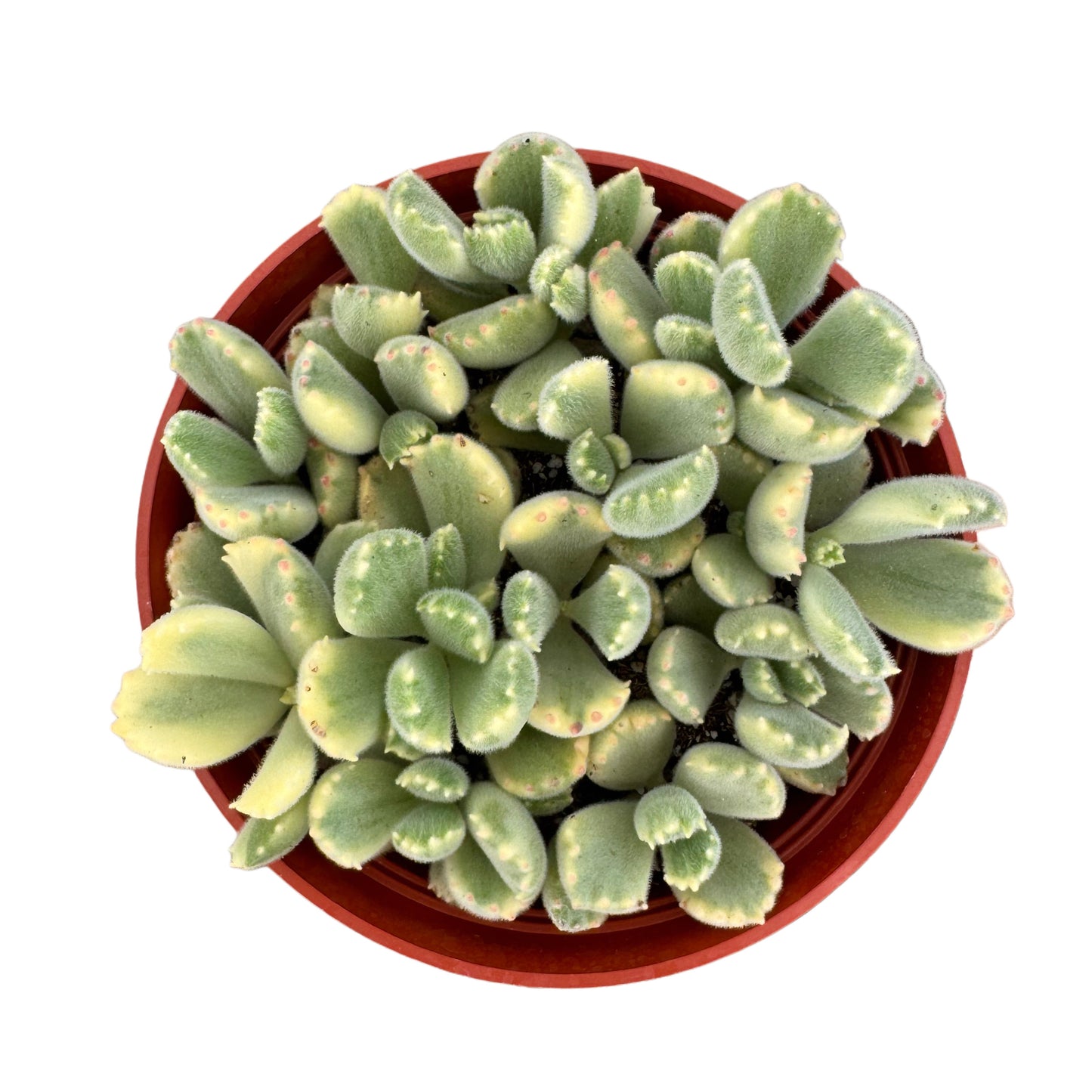 Cotyledon tomentosa variegata