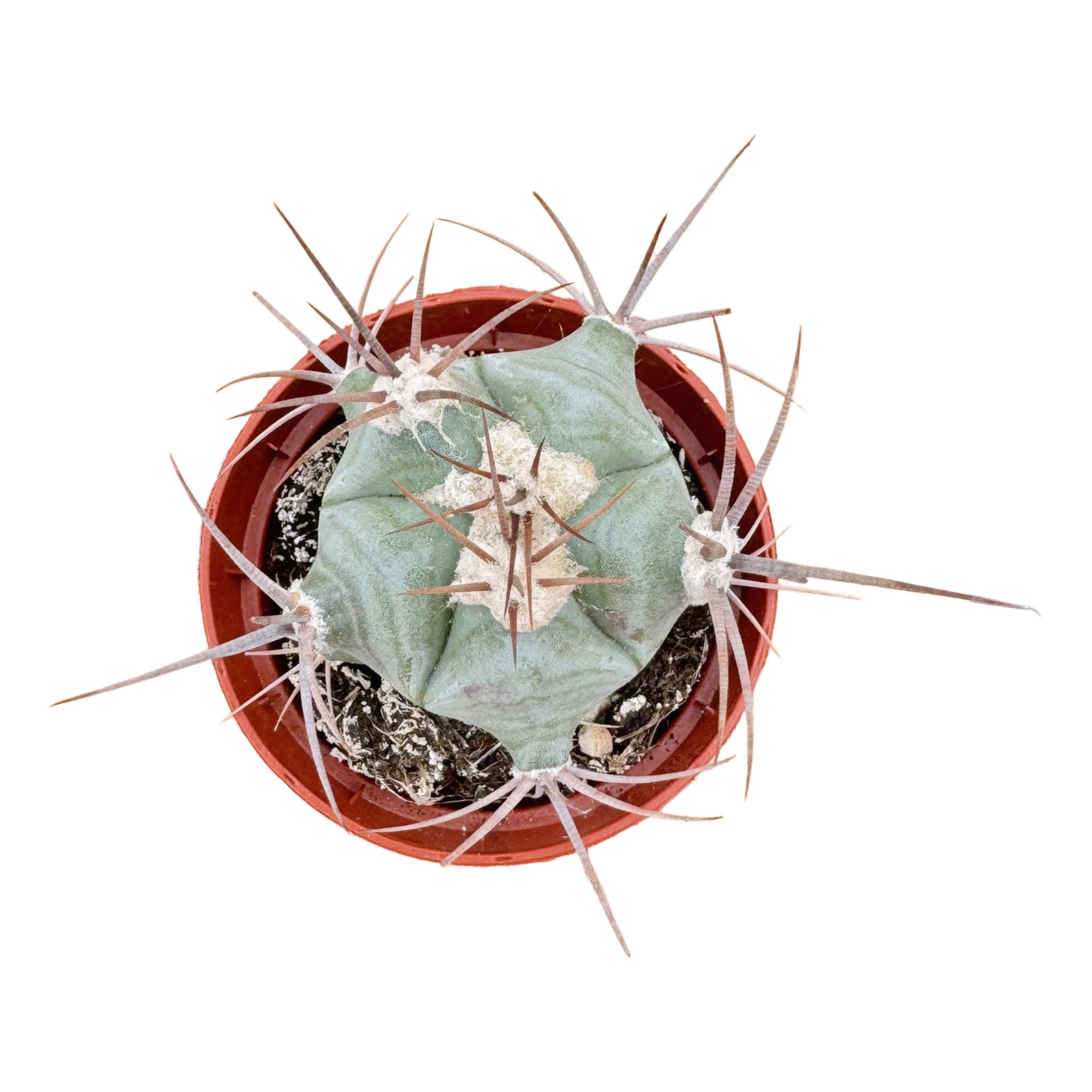 Echinocactus ingens