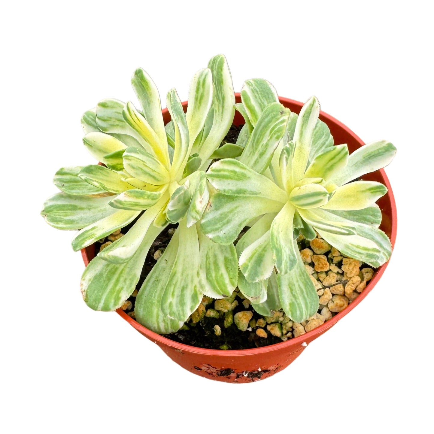 Aeonium castello-paivae variegata ‘Suncup’