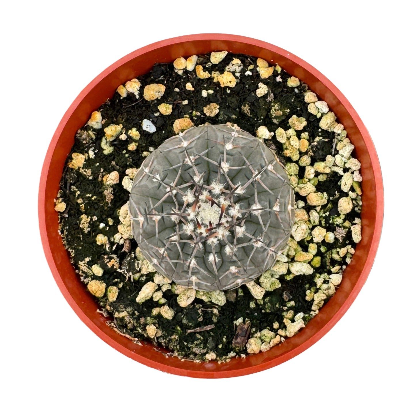 Gymnocalycium quehlianum