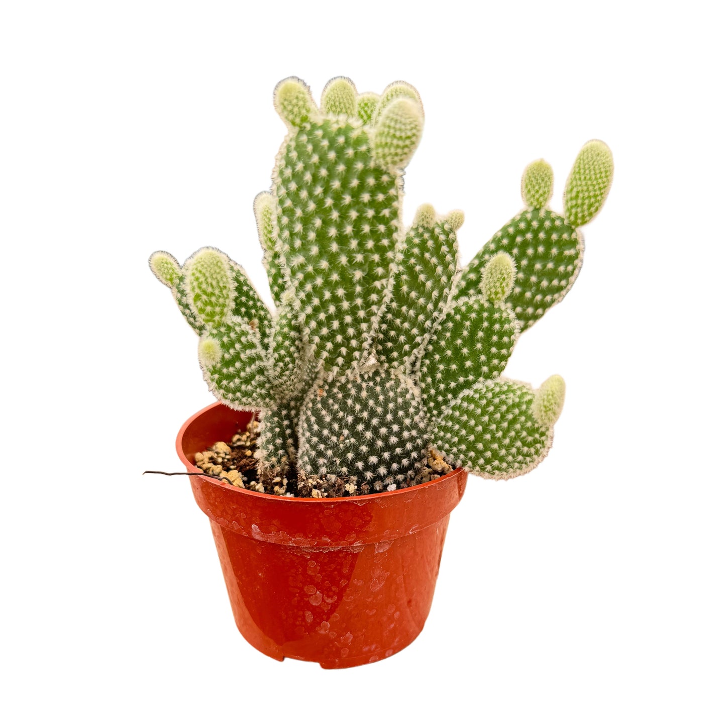 Opuntia microdasys albata