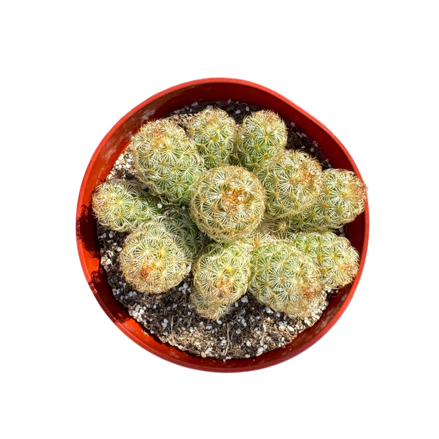 Mammillaria elongata 'Ladyfinger'