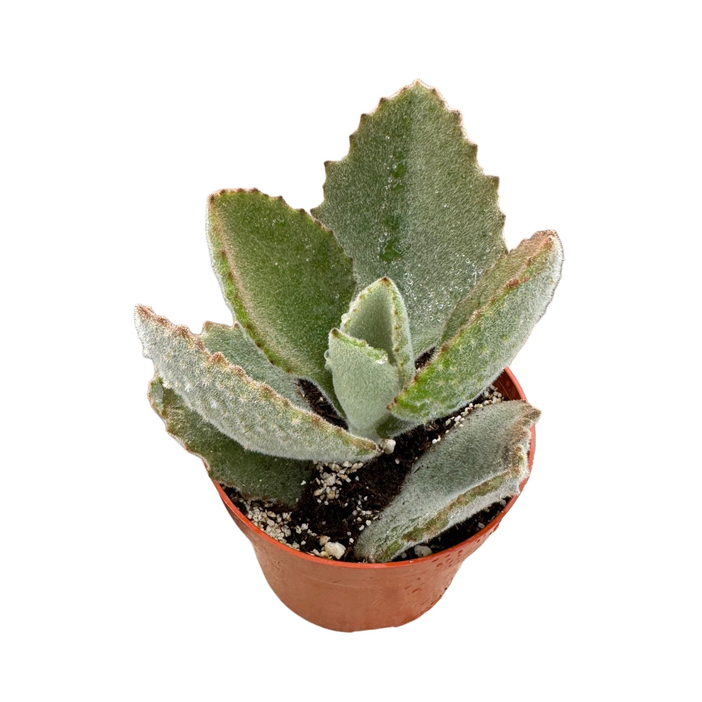 Kalanchoe beharensis 'Fang'