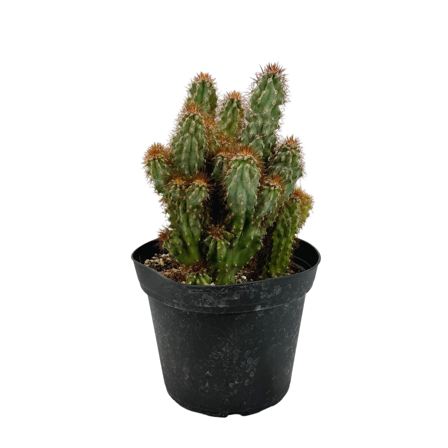 Cereus repandus peruvianus monstrose