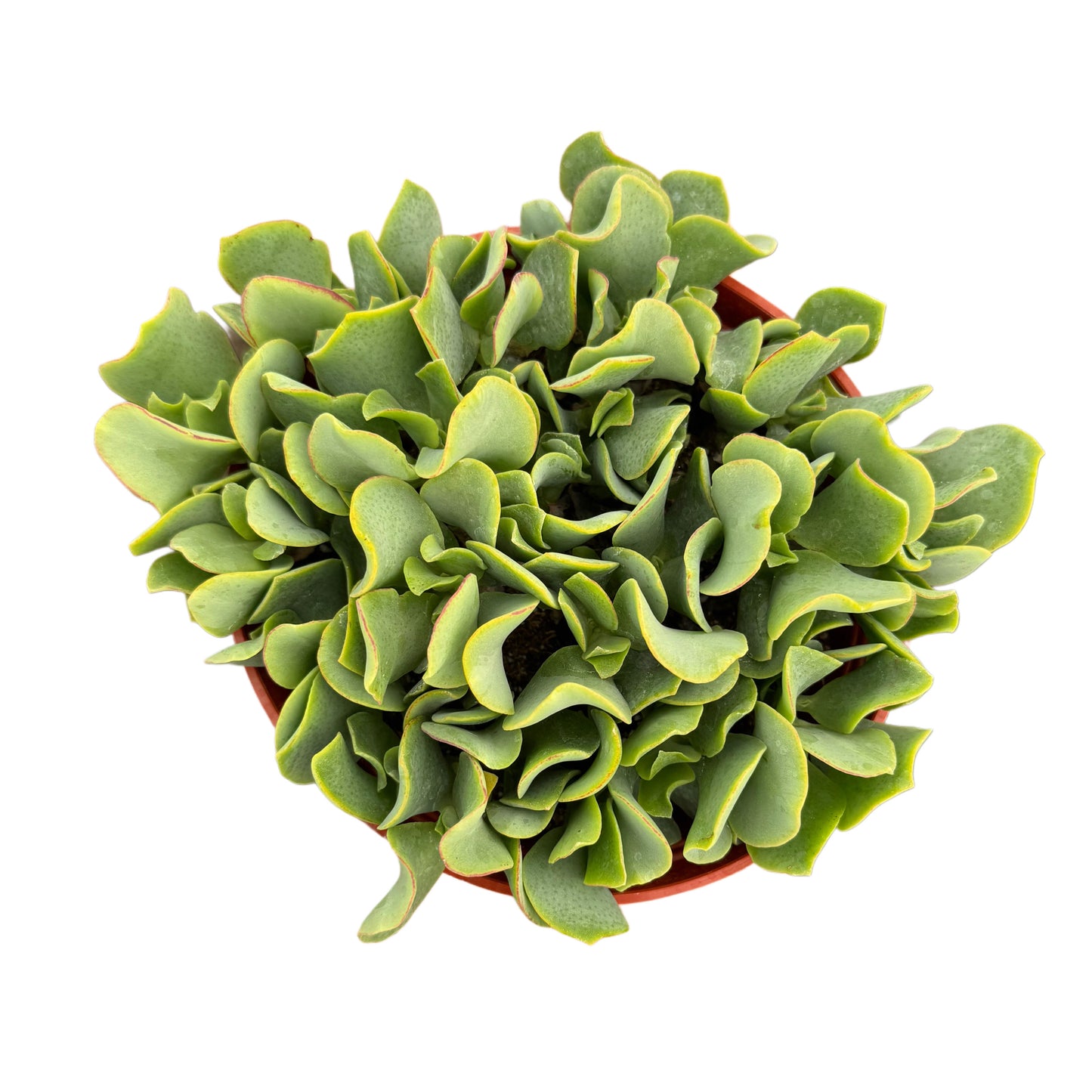 Crassula undulatifolia