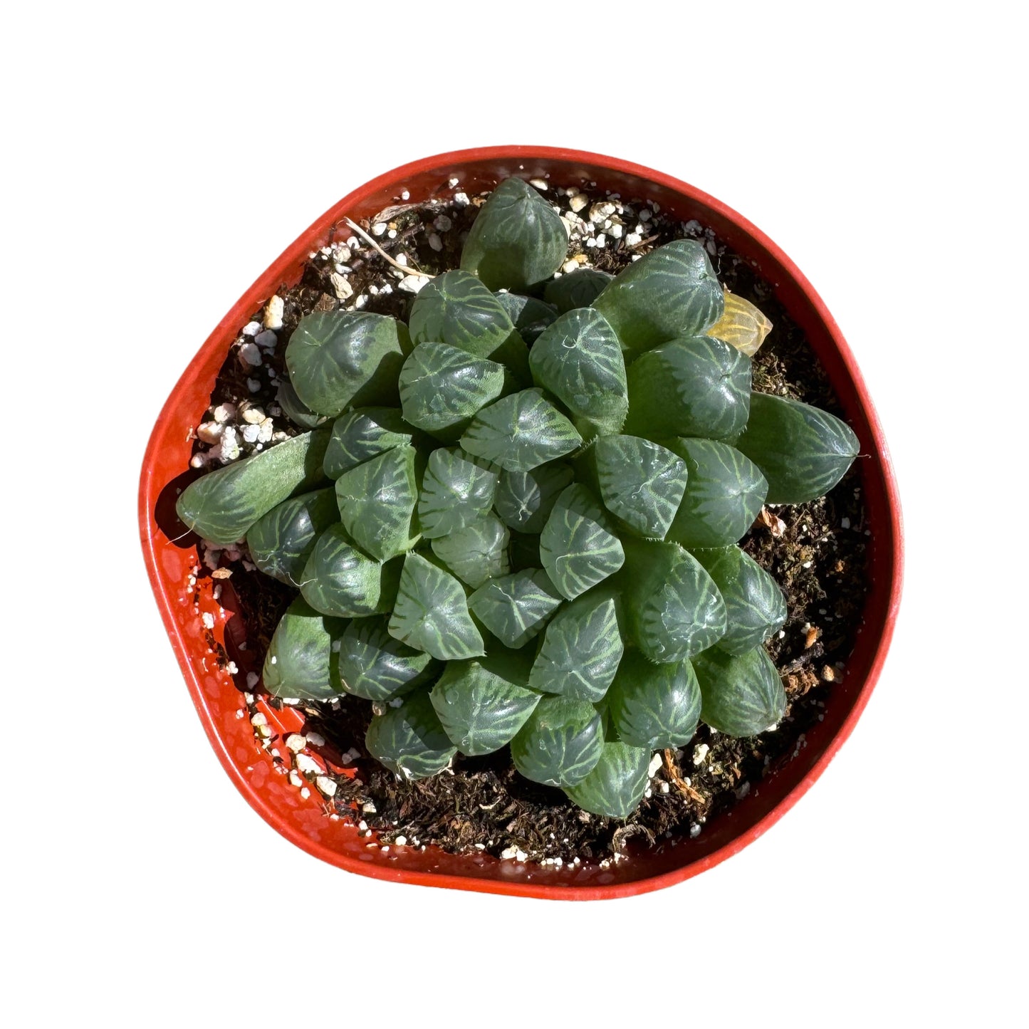 Haworthia cooperi truncata
