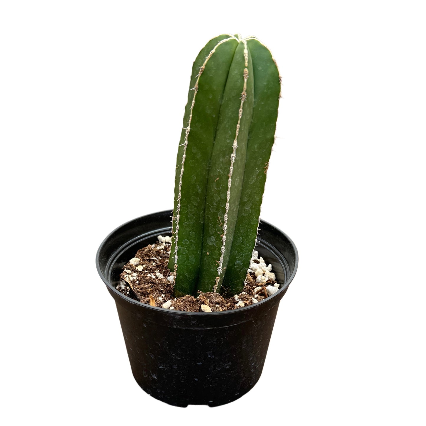 Pachycereus marginatus