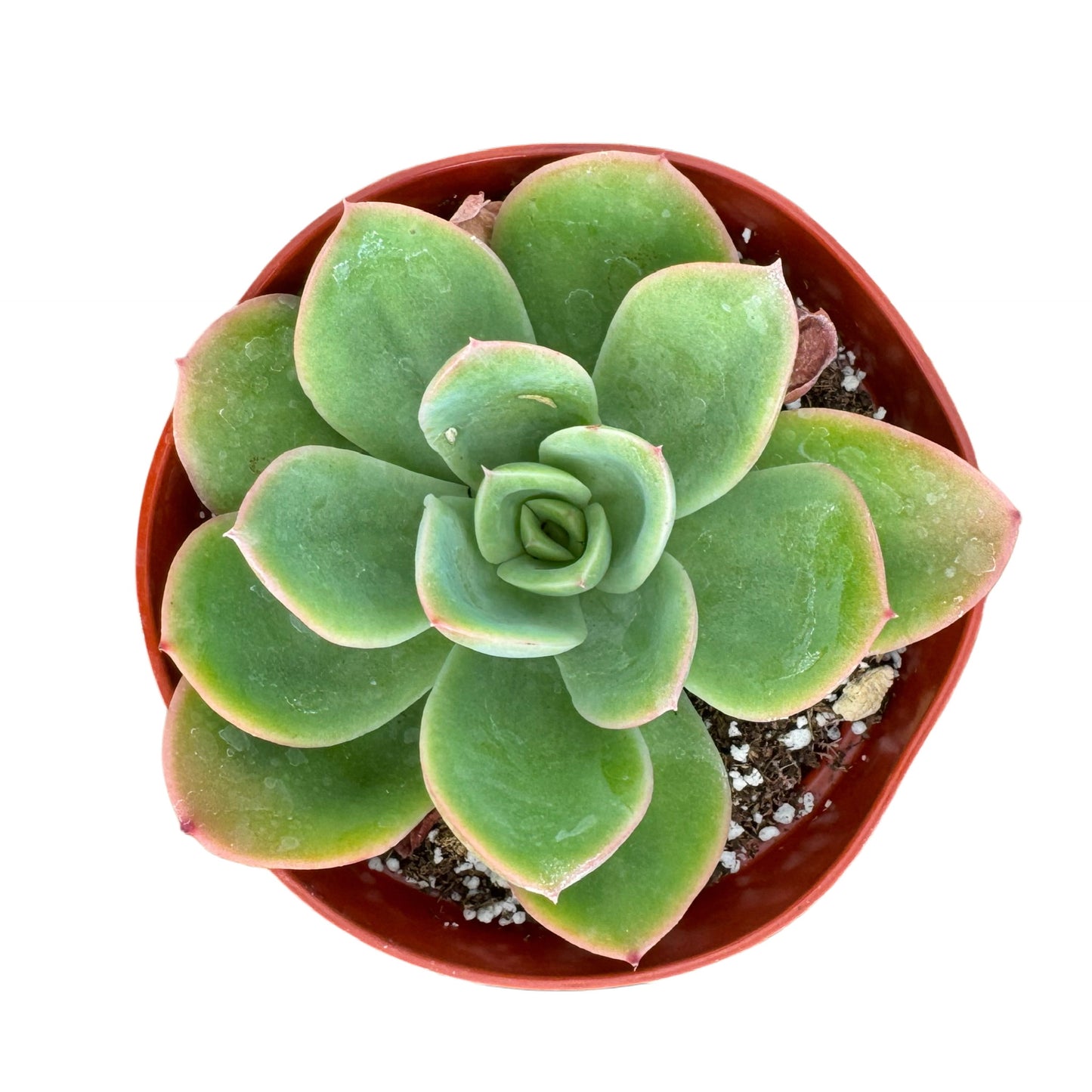 Echeveria 'Tulip'