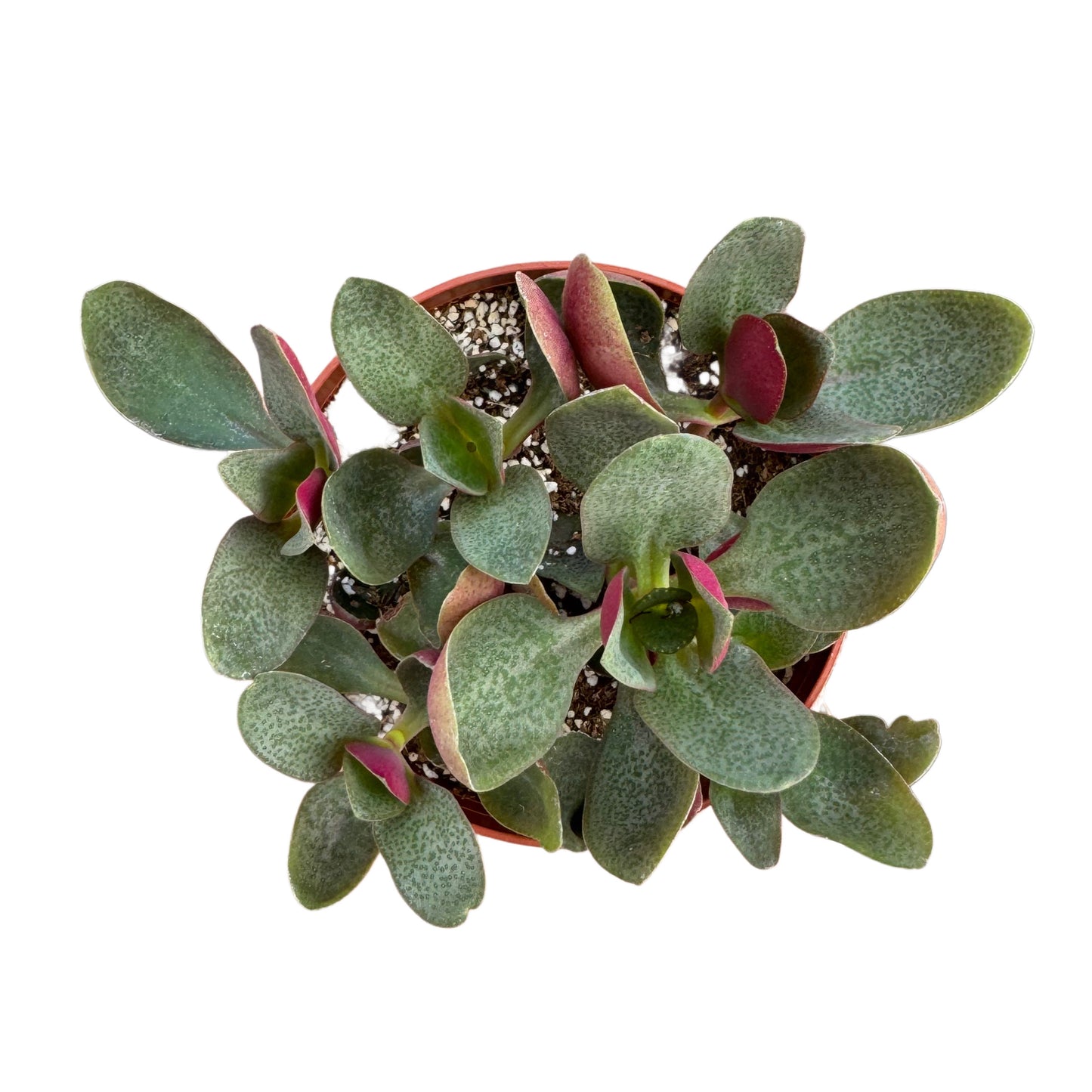 Crassula multicava