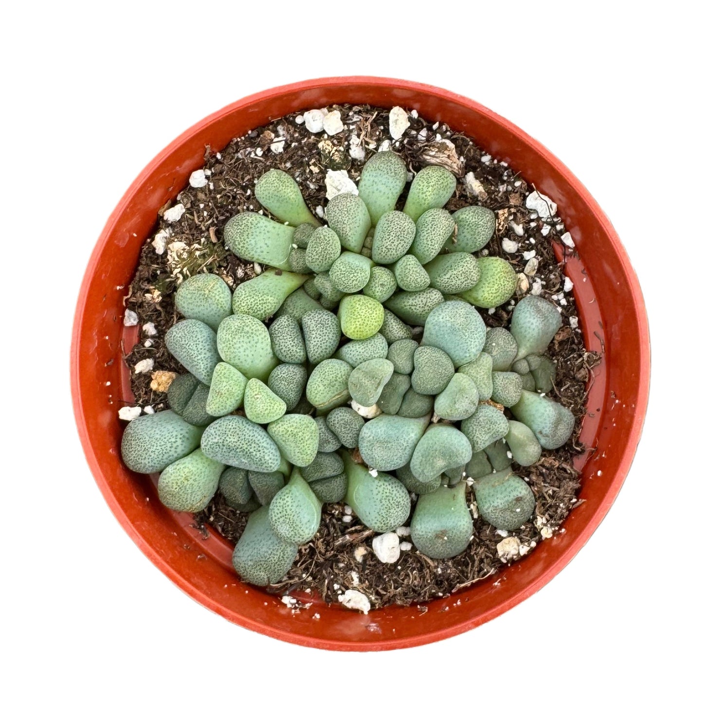 Aloinopsis schooneesii