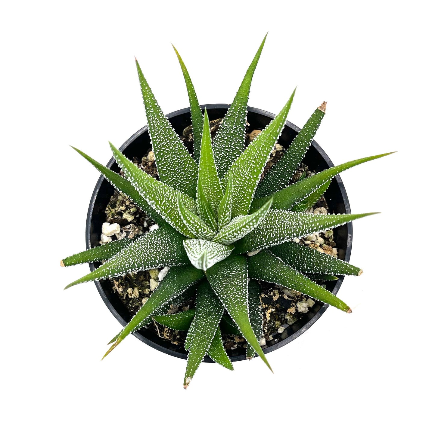 Haworthia attenuata concolor