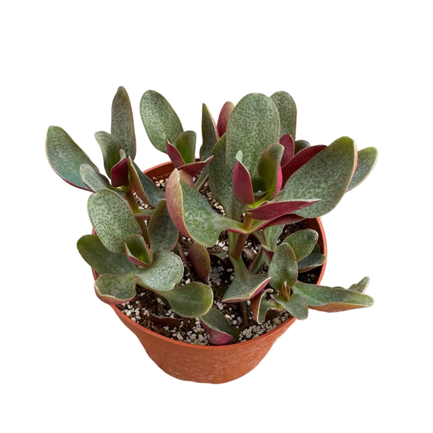 Crassula multicava