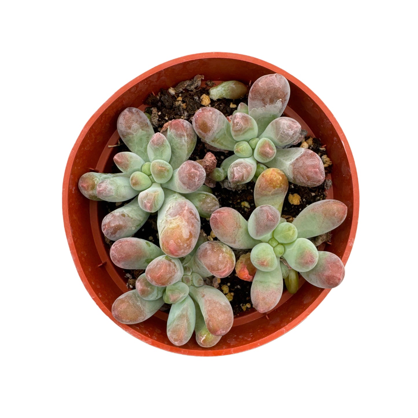 Sedum pachyphyllum