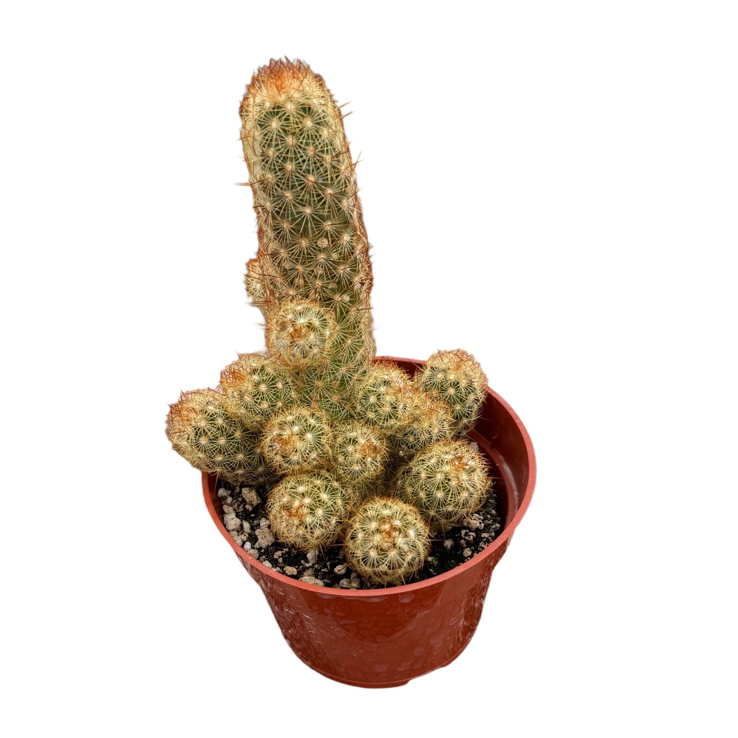 Mammillaria elongata 'Copper King'